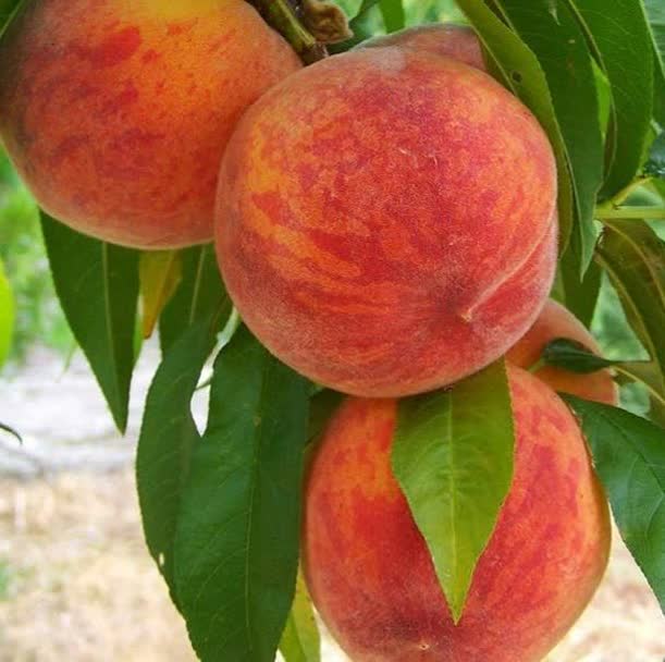 پیش بینی تولید ۵۲۵ تن هلو در بیضا