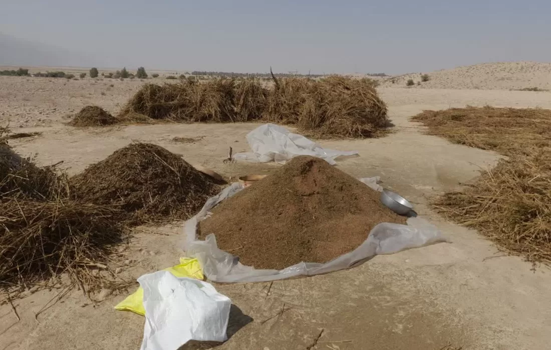 آغاز برداشت محصول دانه روغنی کنجد در شهرستان خنج 