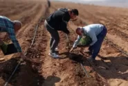 کاشت رزماری برای اولین بار در خرامه