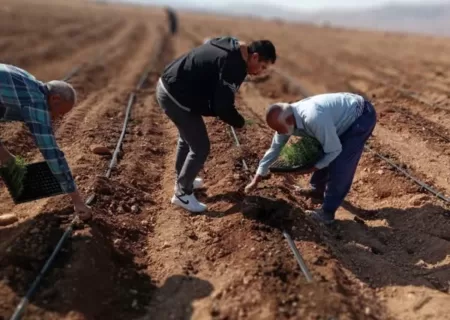 کاشت رزماری برای اولین بار در خرامه